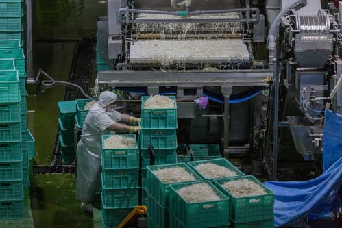 农业采风 沈阳新民 小豆子送 福来